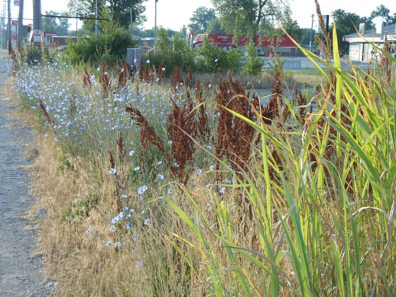 Chain of Rocks - Chicory and Curly Dock by the Hardee's