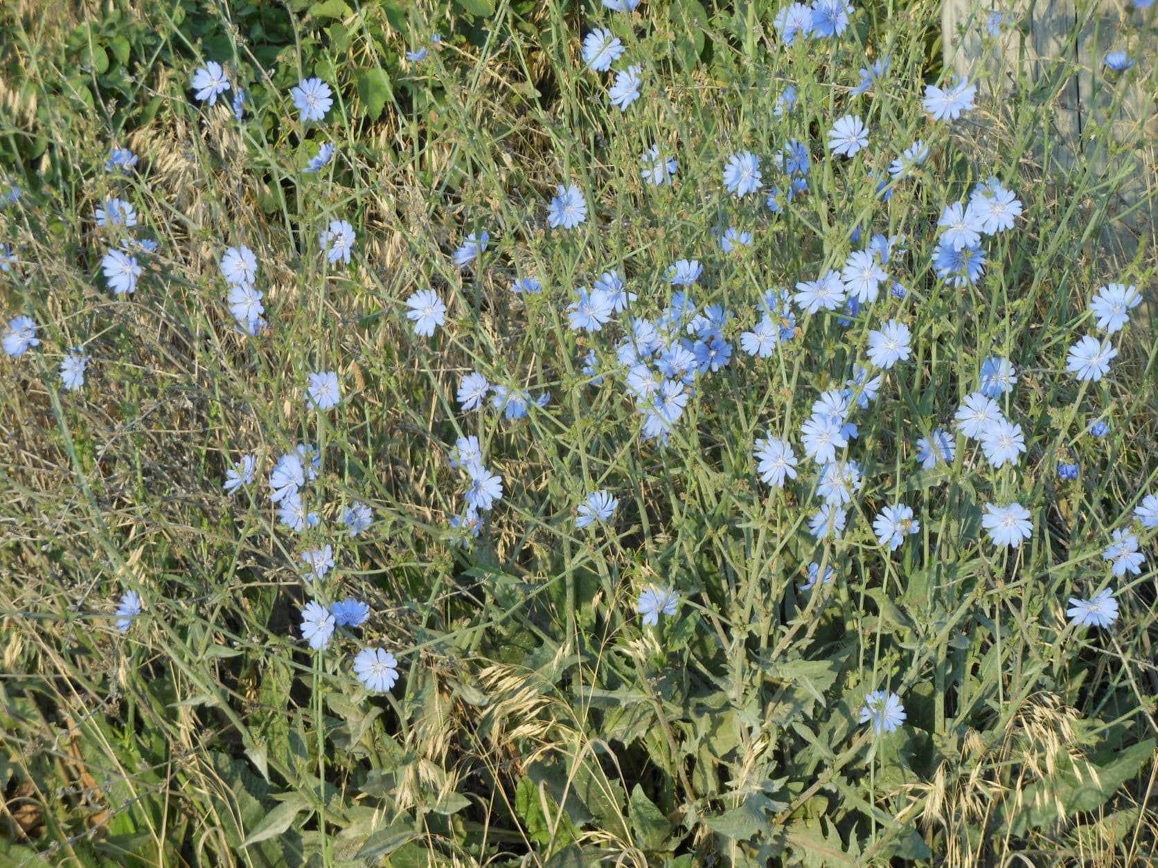 Chain of Rocks - Chicory