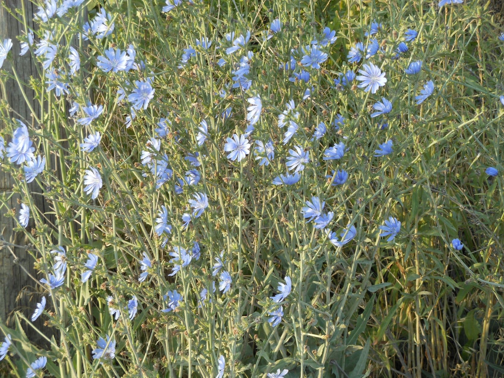 Chain of Rocks - Chicory