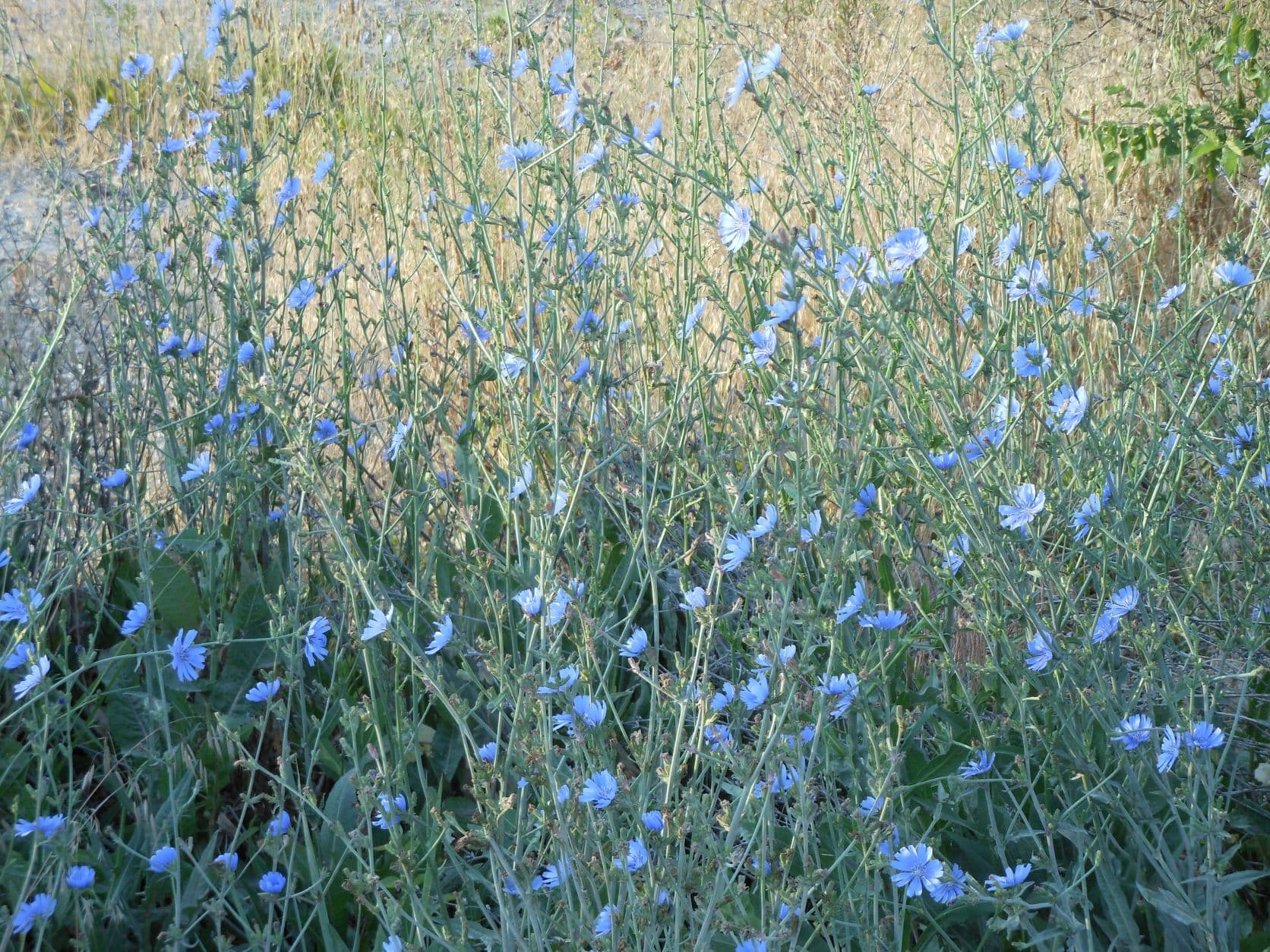 Chain of Rocks - Chicory