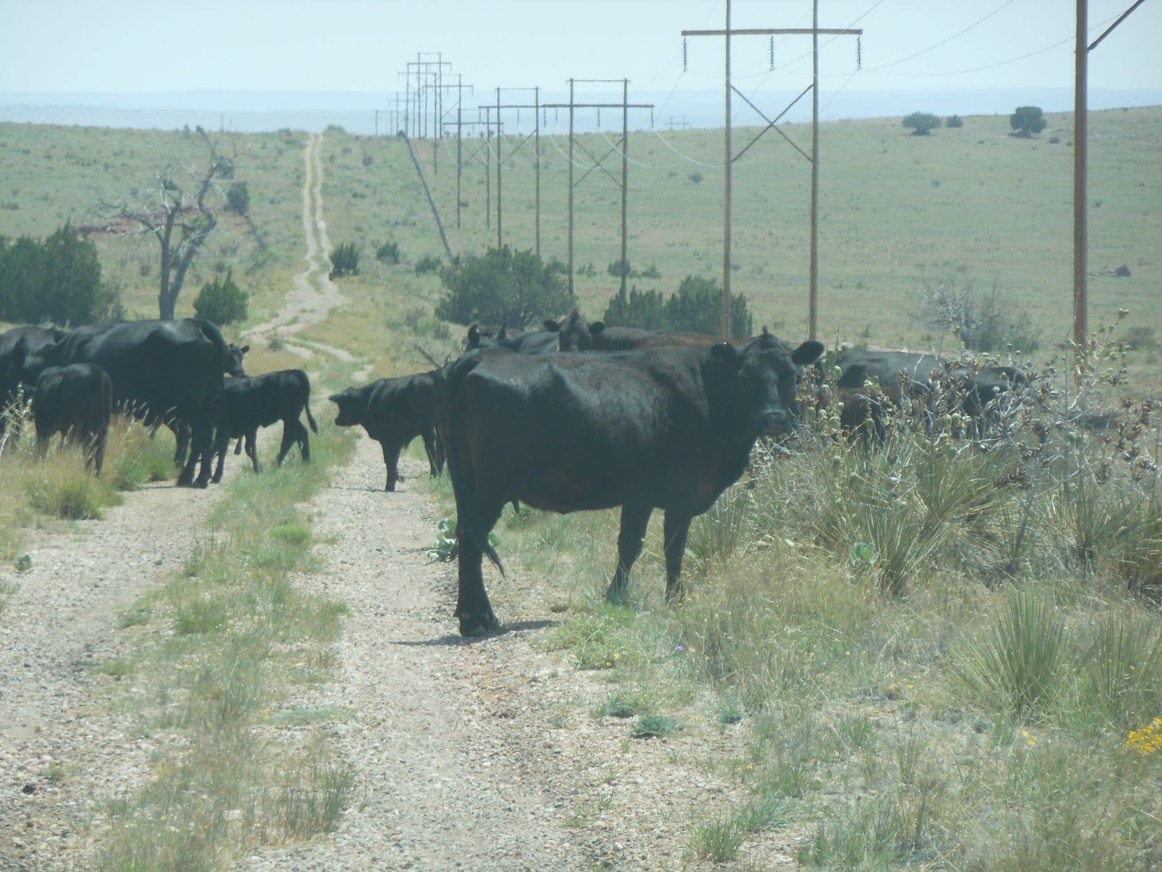 Black Angus cattle - Cuervo Cutoff - Route 66, NM