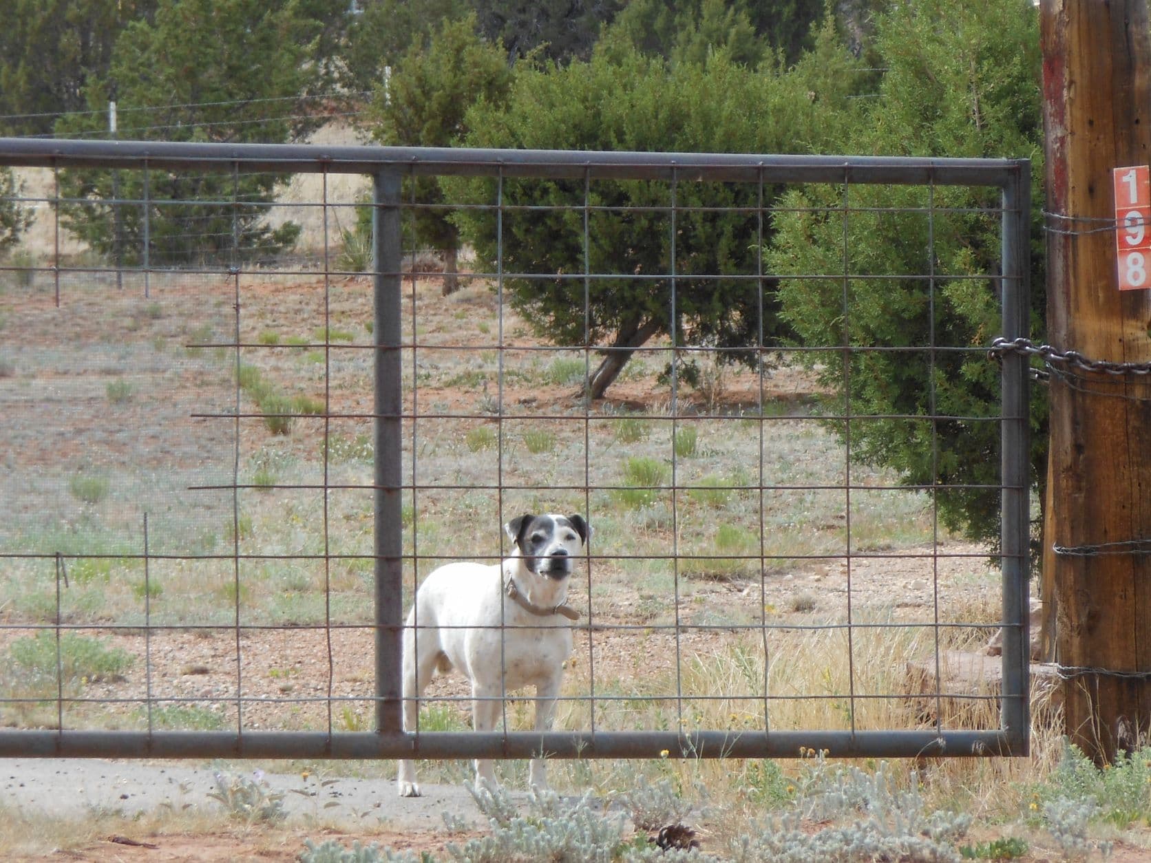 The fence, the chain, the dog... - Road to Santa Fe, NM