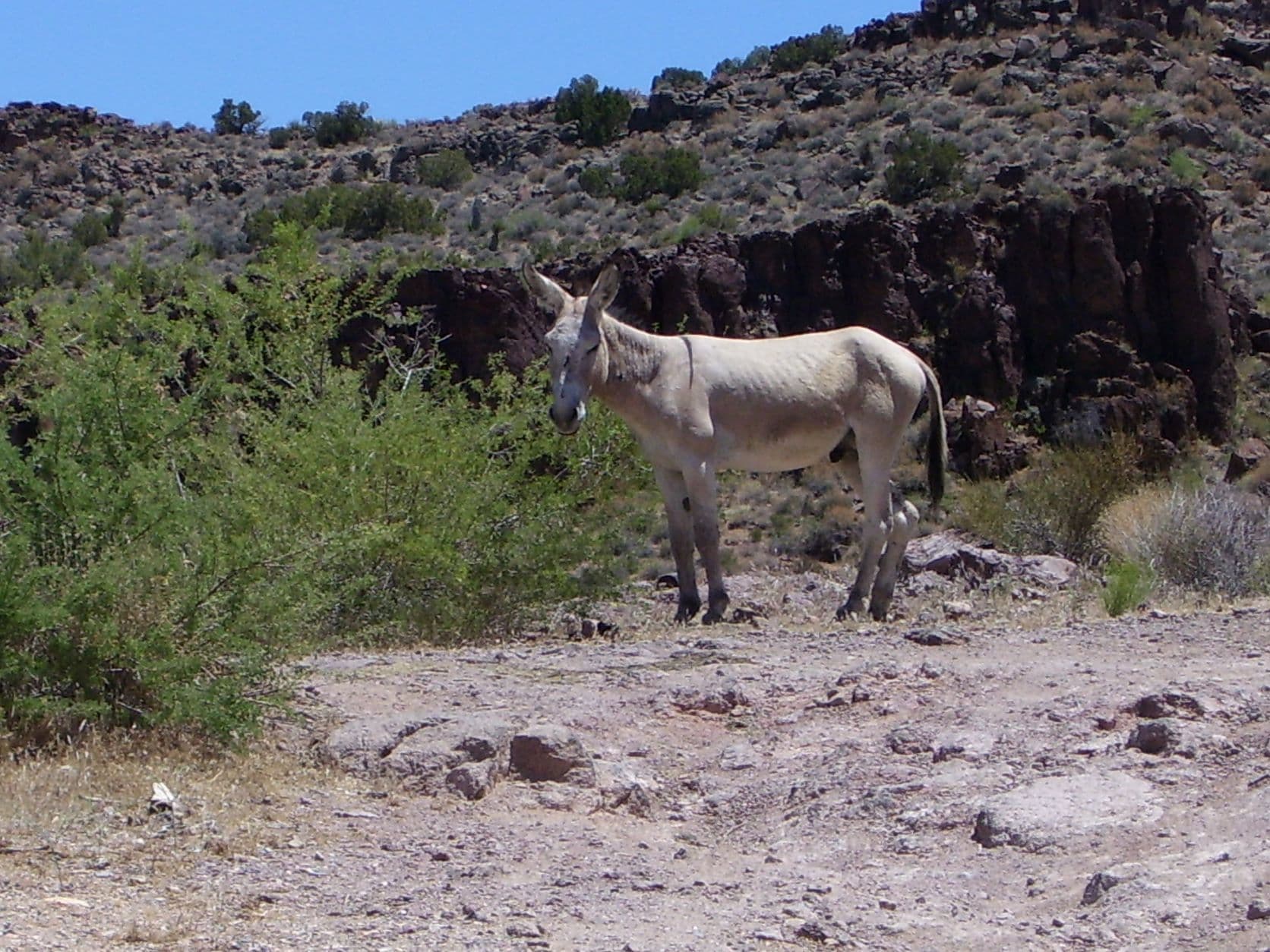 Donkey on the hillside - Road to Oatman, AZ