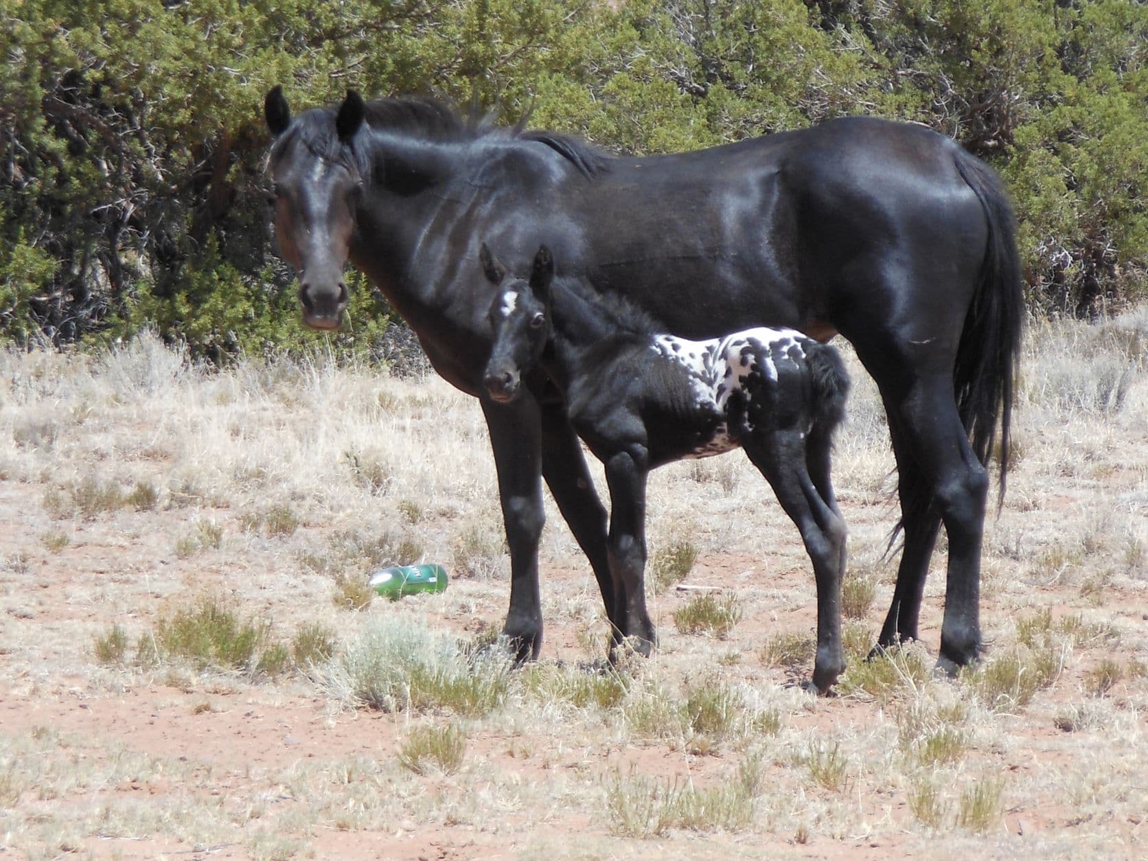 Black mare and pinto colt - Querino, AZ