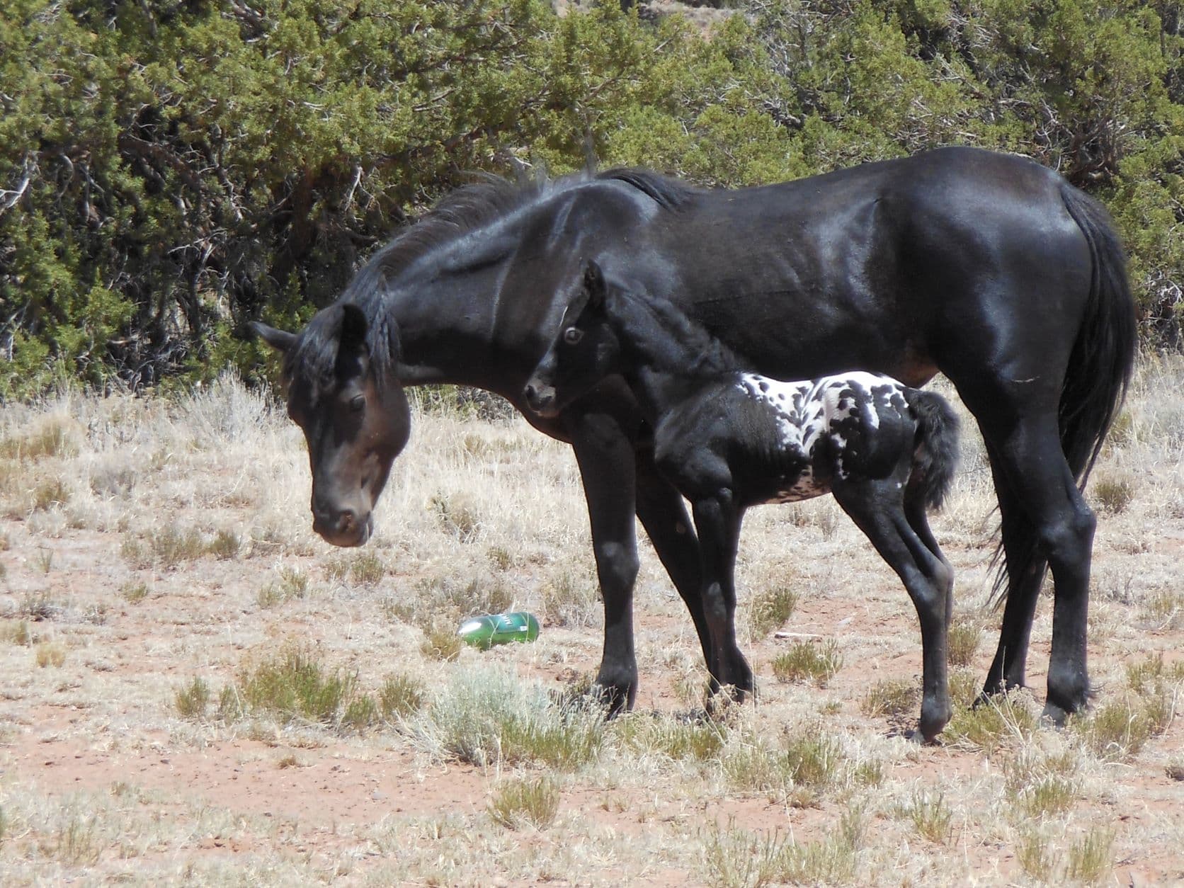 Black mare and pinto colt - Querino, AZ