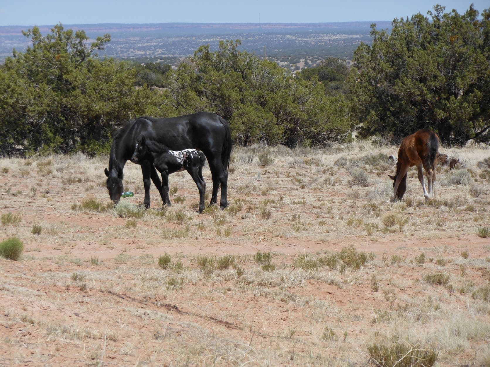 Wild horses grazing - Querino, AZ