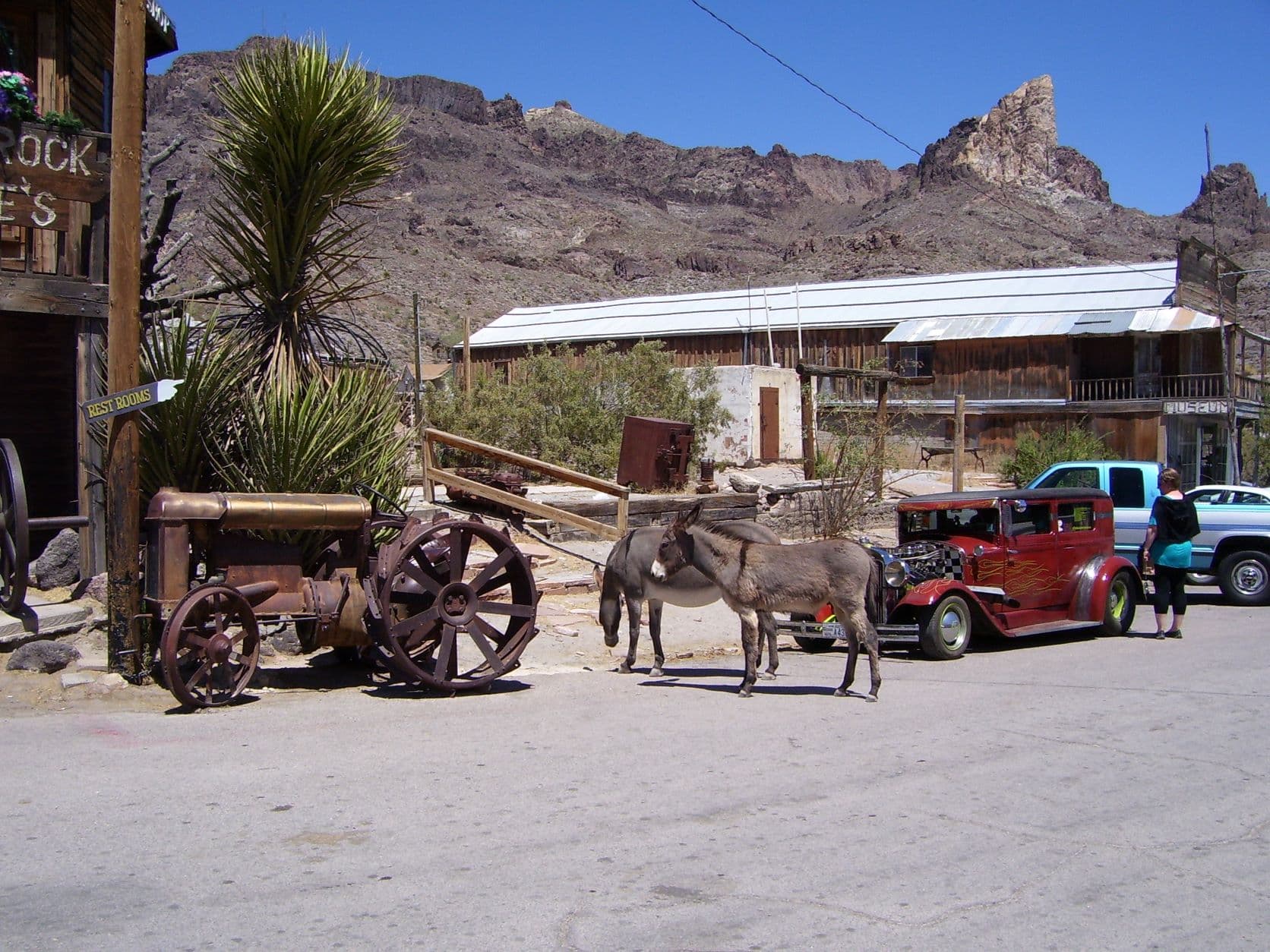 Donkeys in town - Oatman, AZ