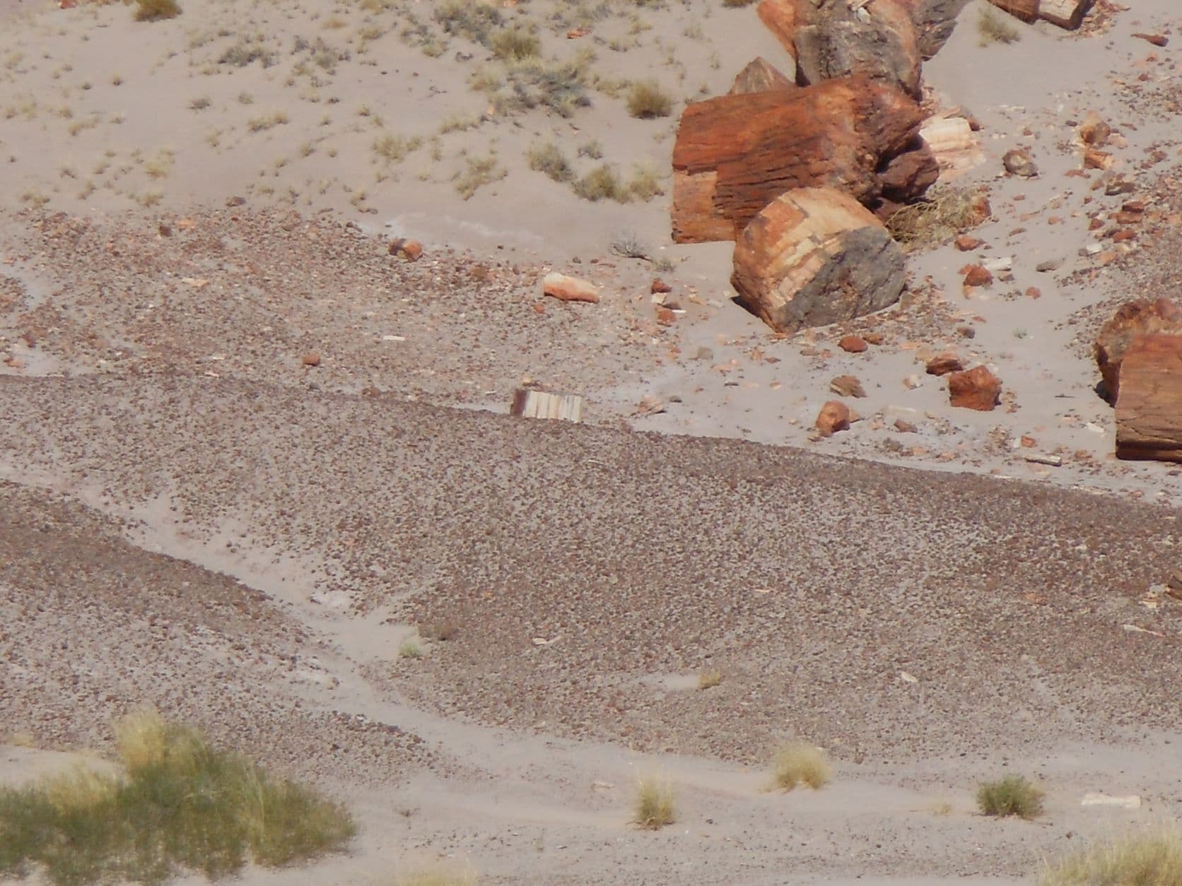 Petrified trees - Petrified Forest, AZ