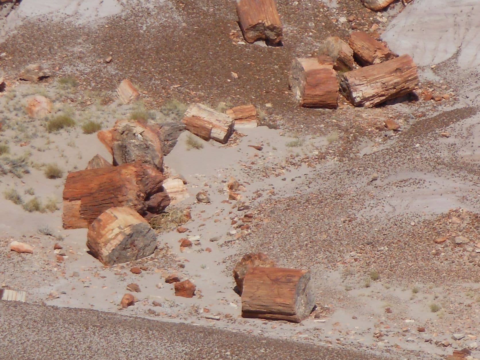 Petrified trees - Petrified Forest, AZ