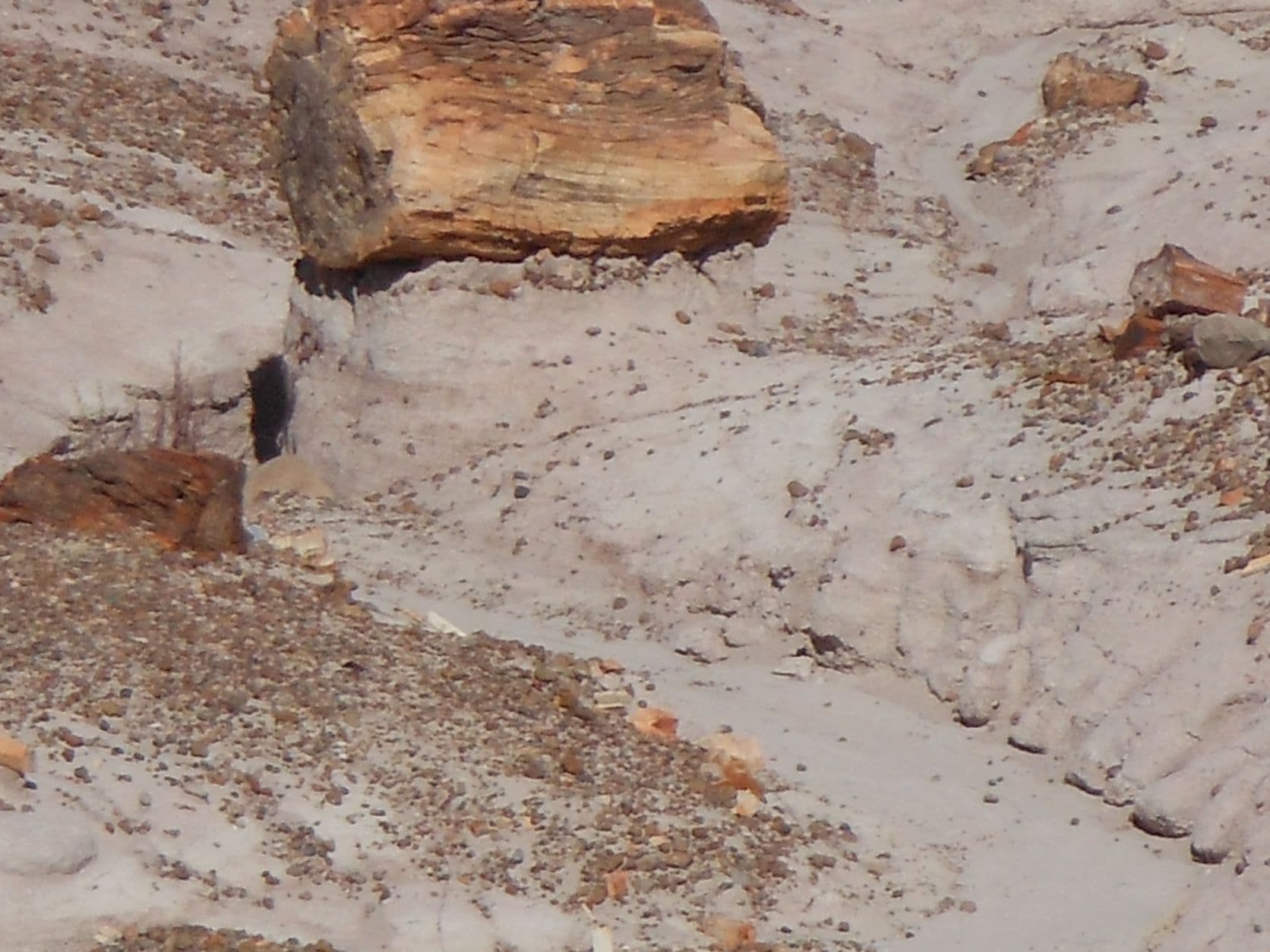 Petrified tree - Petrified Forest, AZ