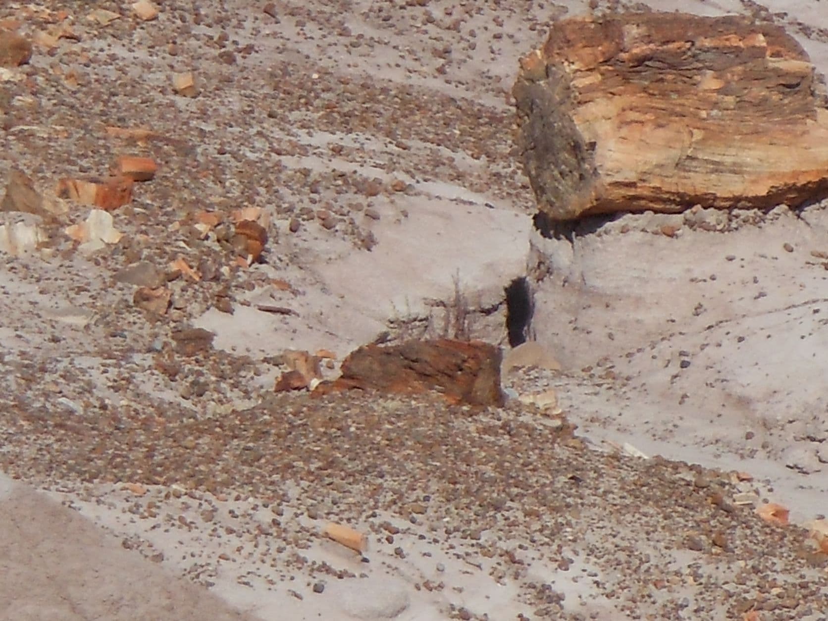 Petrified tree - Petrified Forest, AZ
