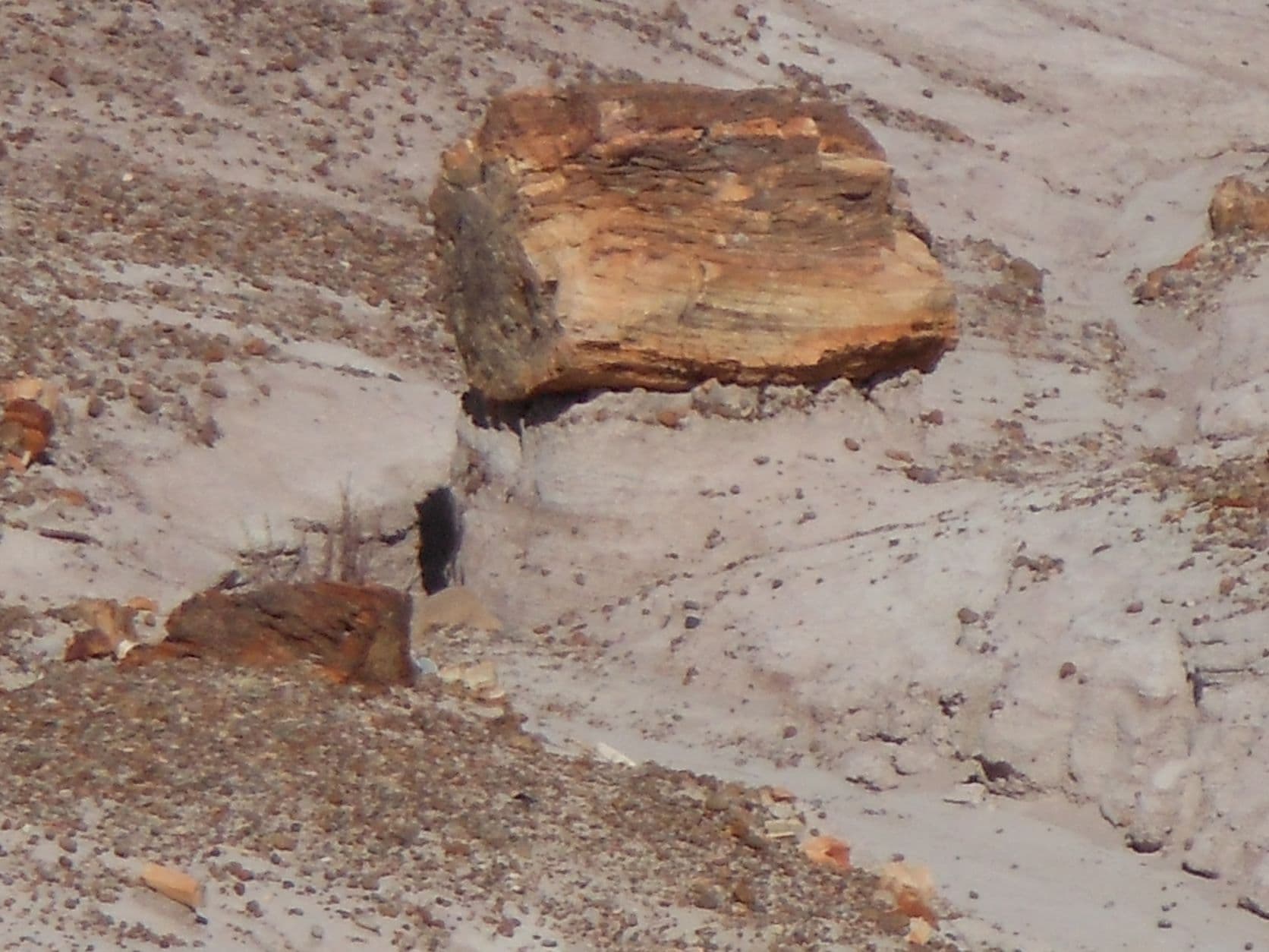 Petrified tree - Petrified Forest, AZ