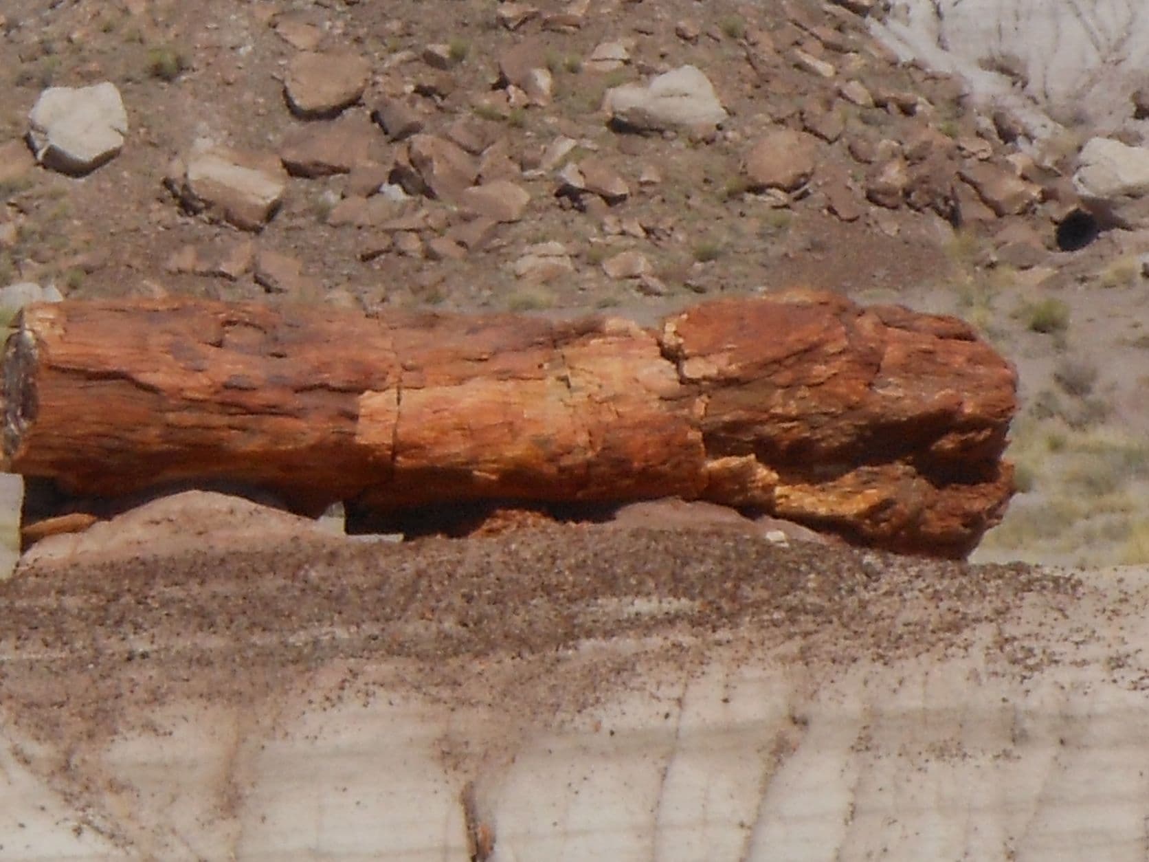 Petrified tree - Petrified Forest, AZ