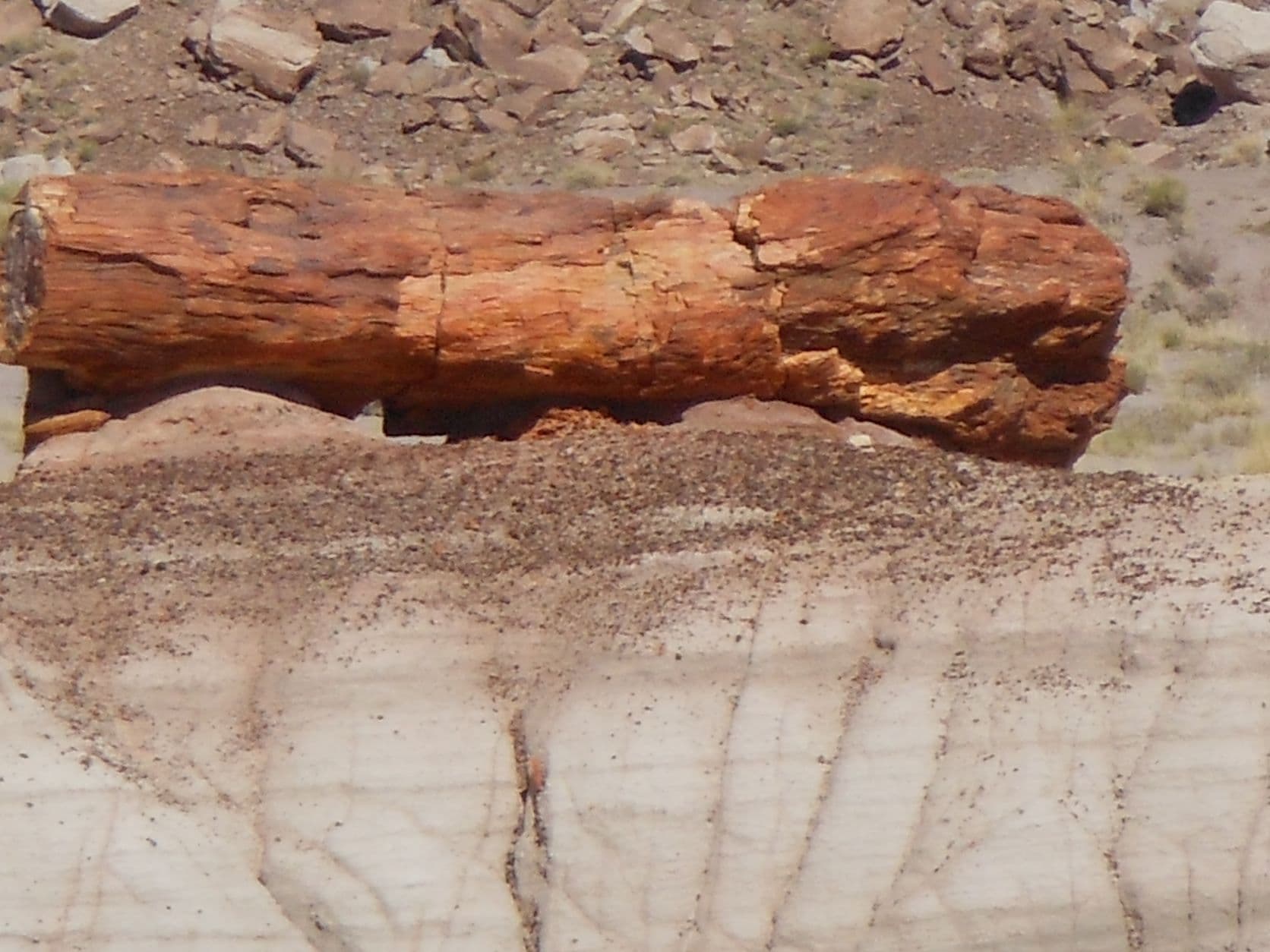 Petrified tree - Petrified Forest, AZ