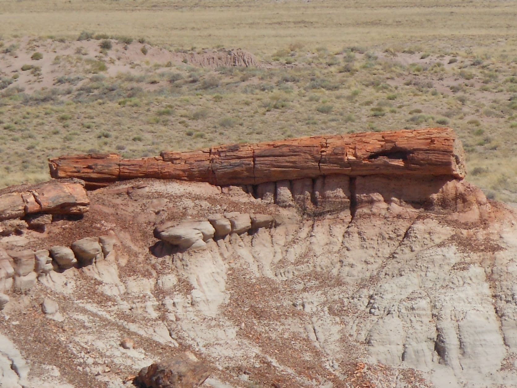 Petrified tree - Petrified Forest, AZ