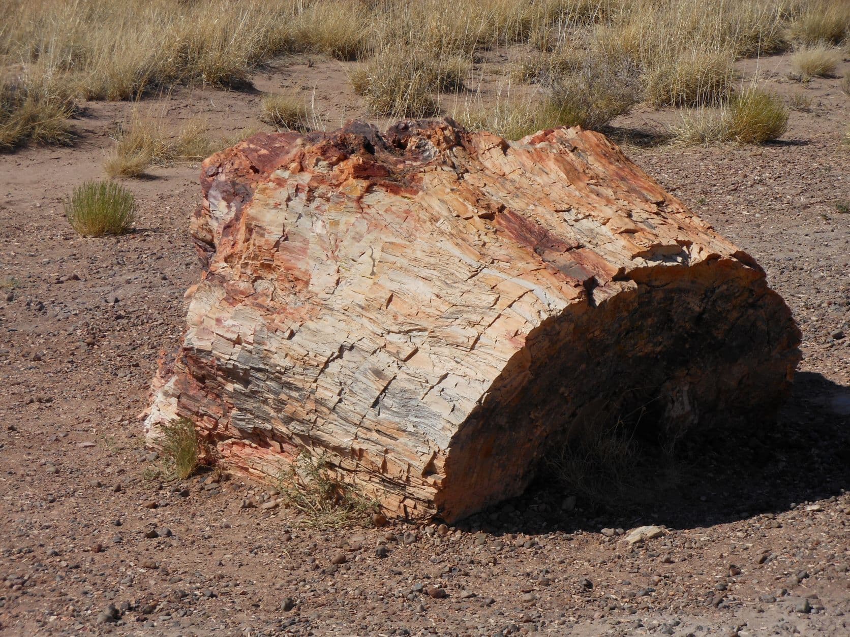 Petrified tree - Petrified Forest, AZ