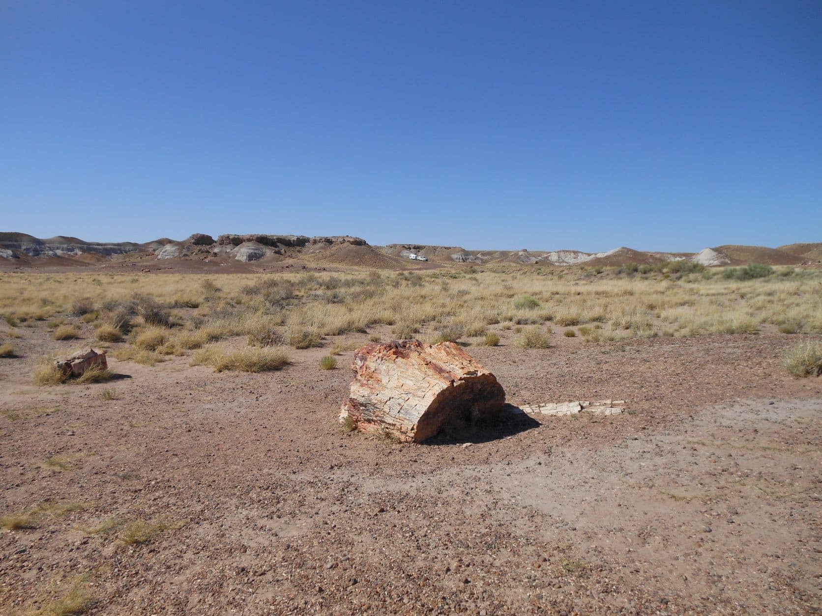 Petrified tree - Petrified Forest, AZ