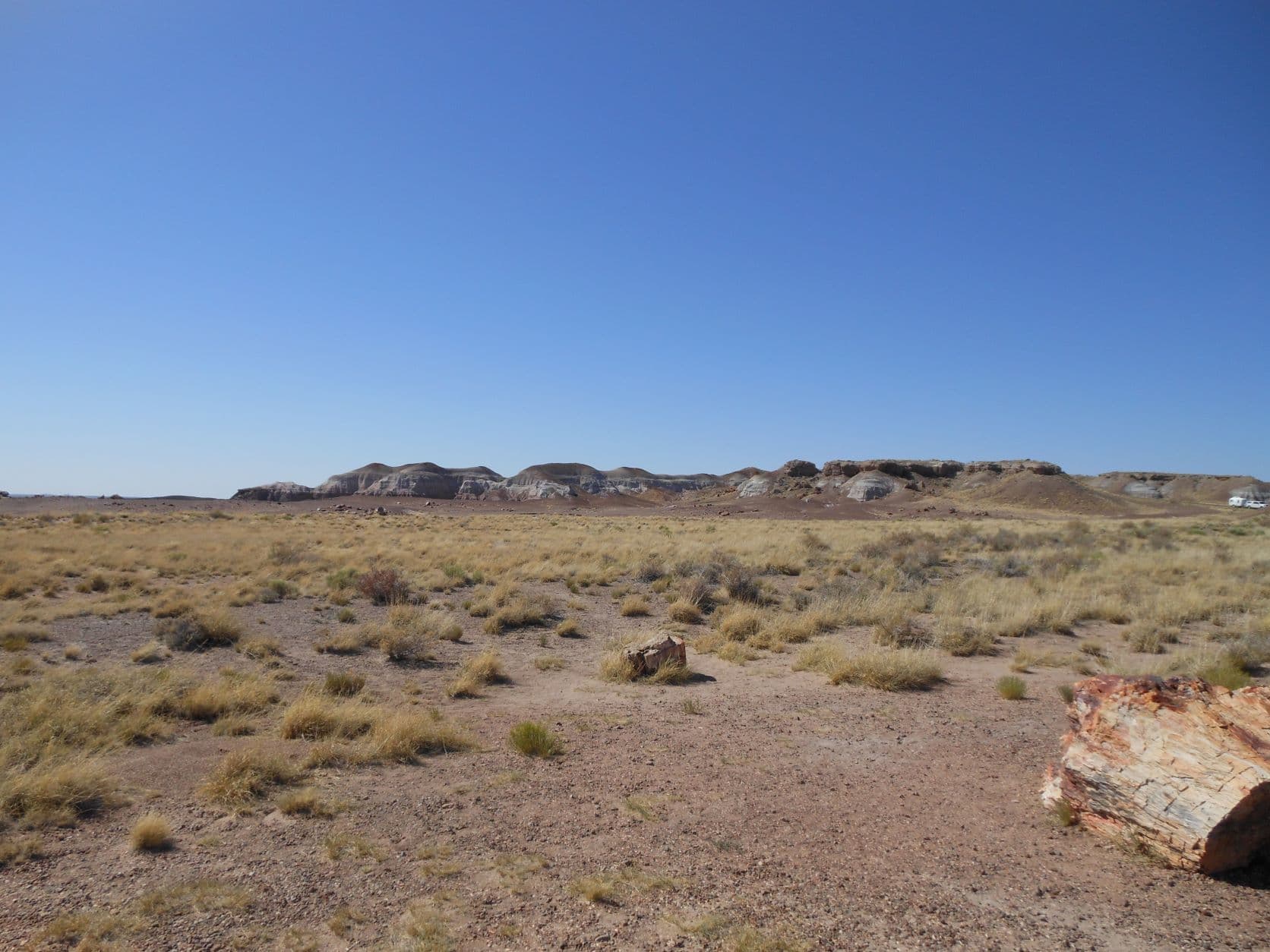 Petrified tree - Petrified Forest, AZ