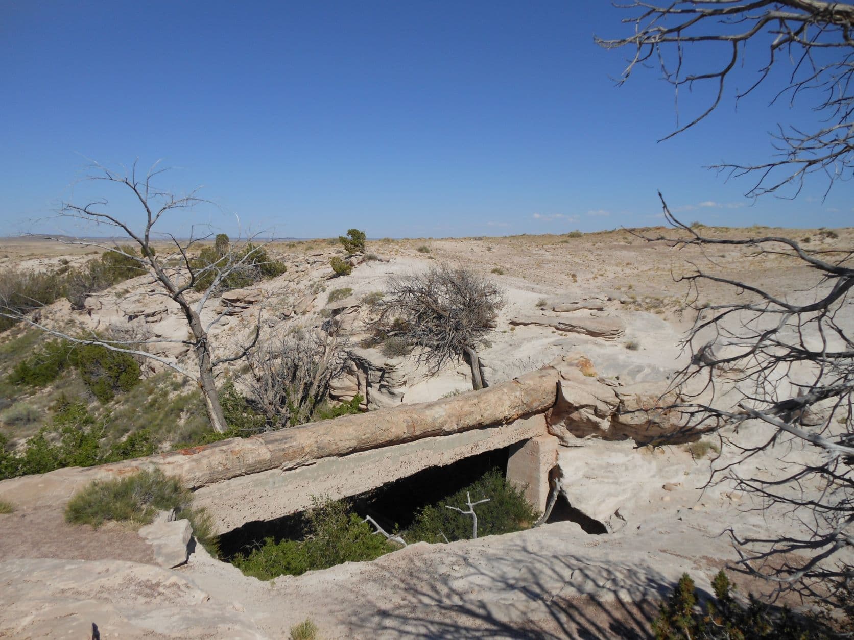 Petrified tree - Petrified Forest, AZ
