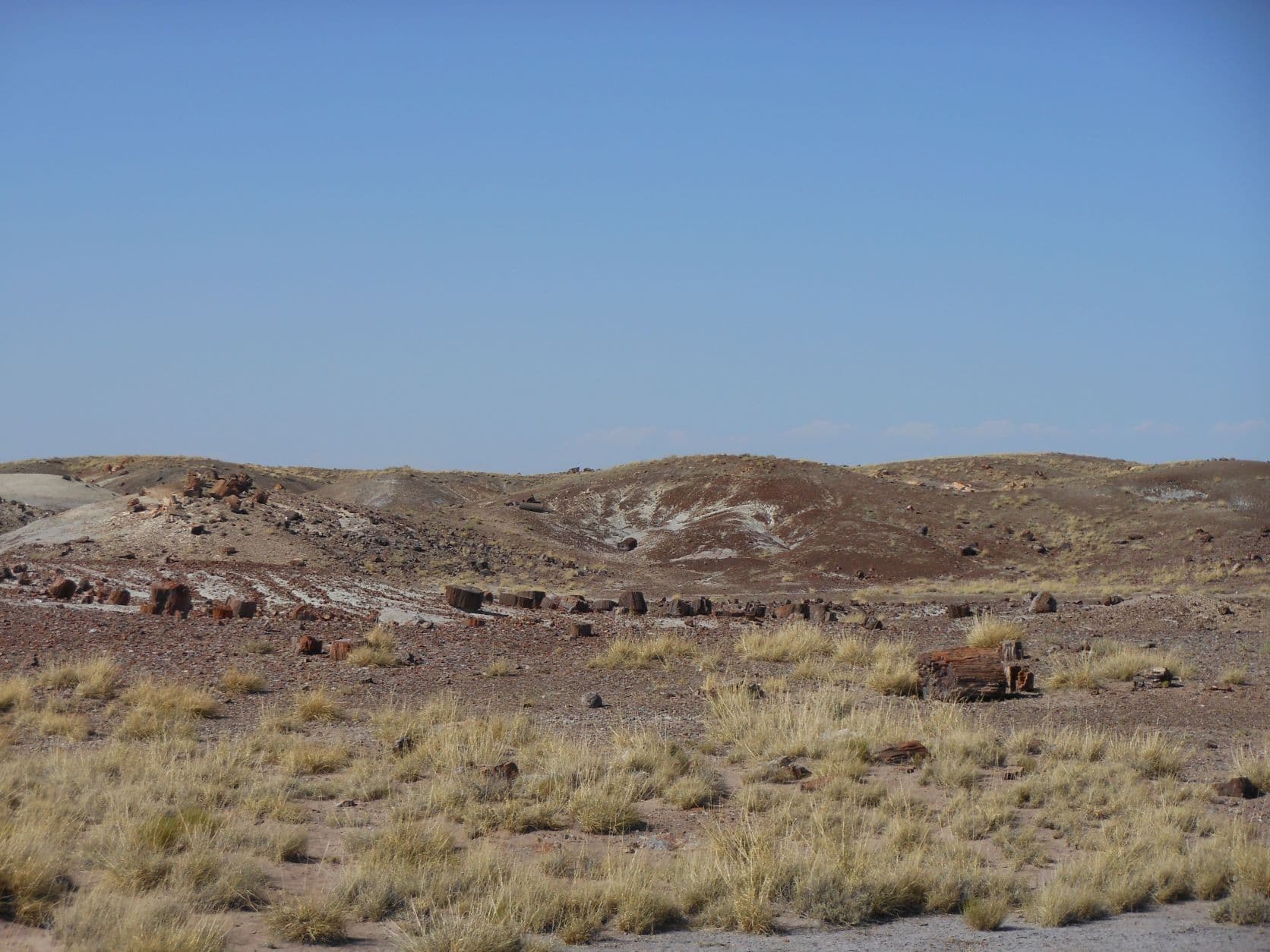 Petrified trees - Petrified Forest, AZ