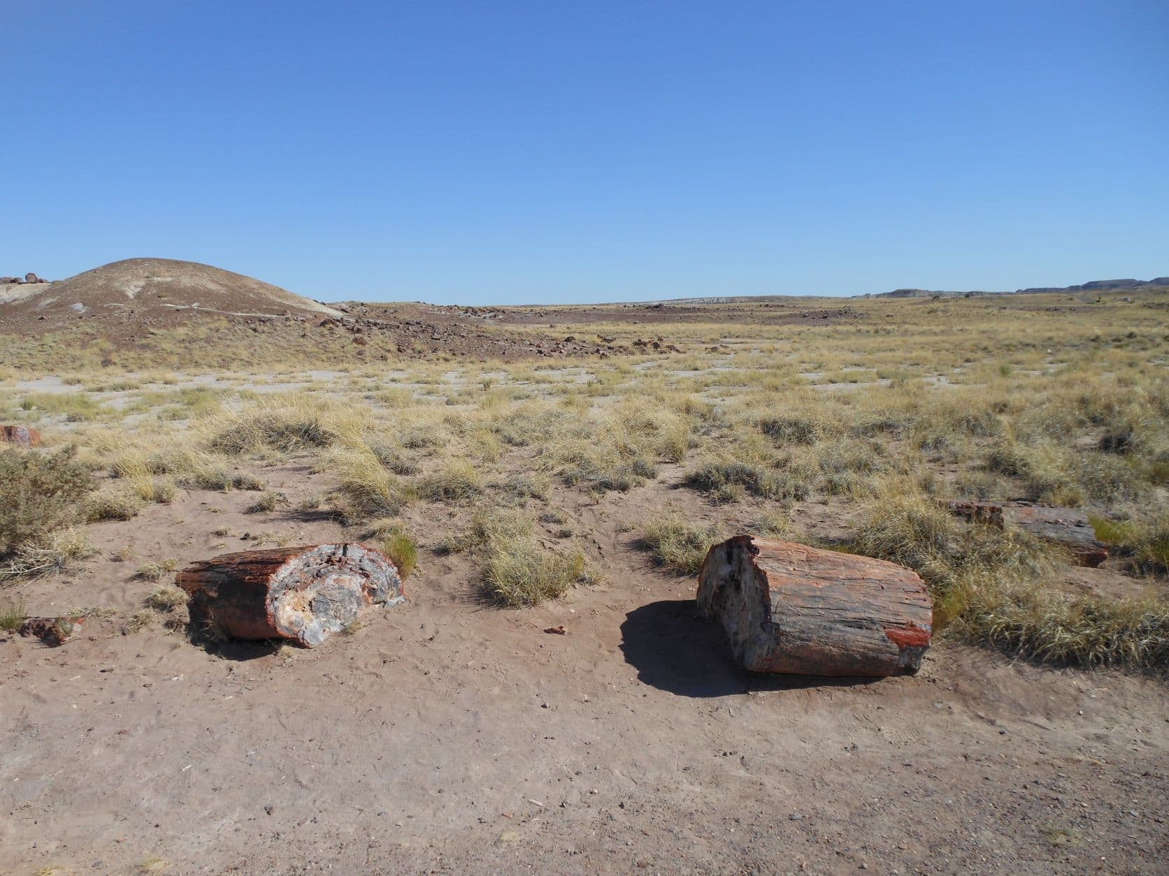 Petrified trees - Petrified Forest, AZ