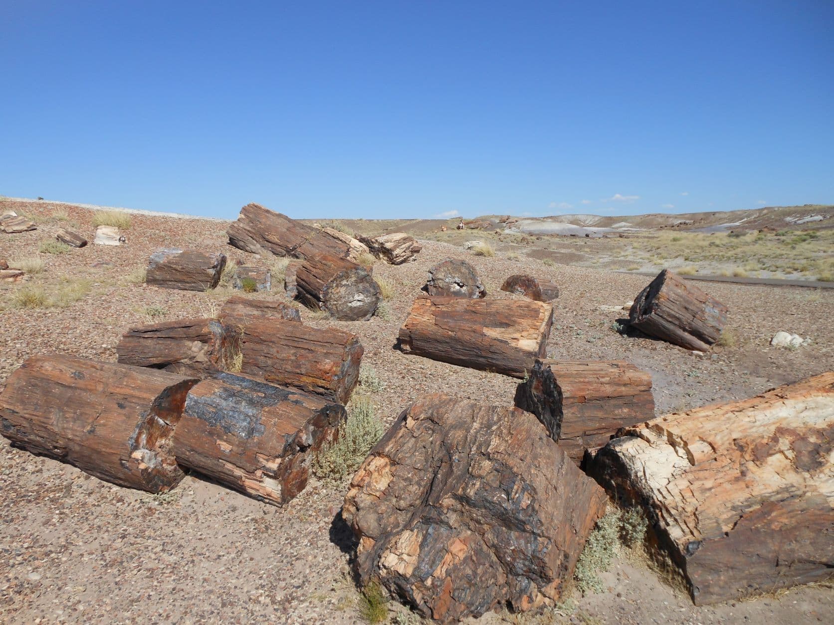 Petrified trees - Petrified Forest, AZ