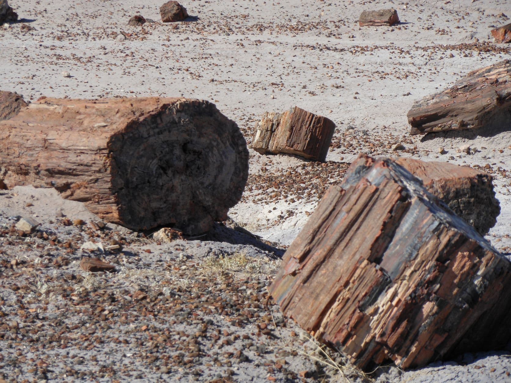 Petrified trees - Petrified Forest, AZ