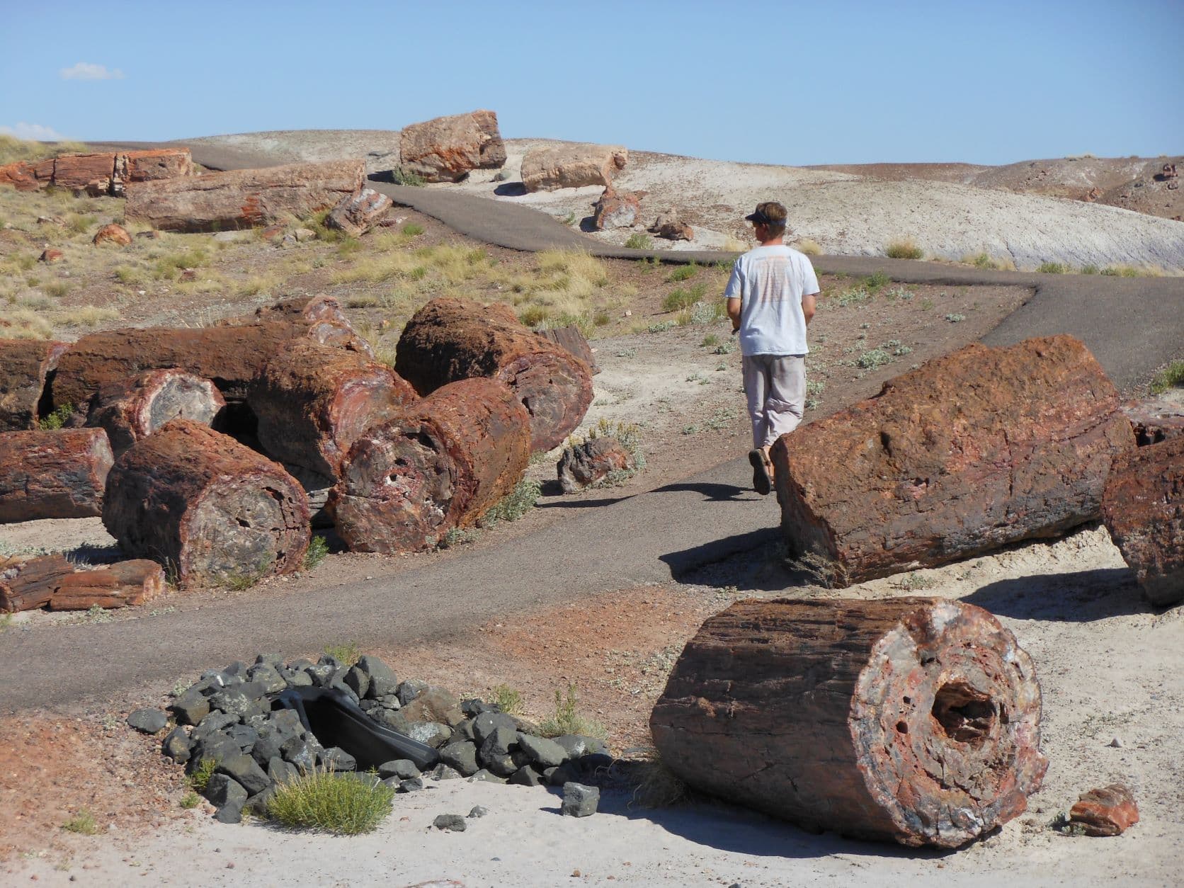 Petrified trees - Petrified Forest, AZ