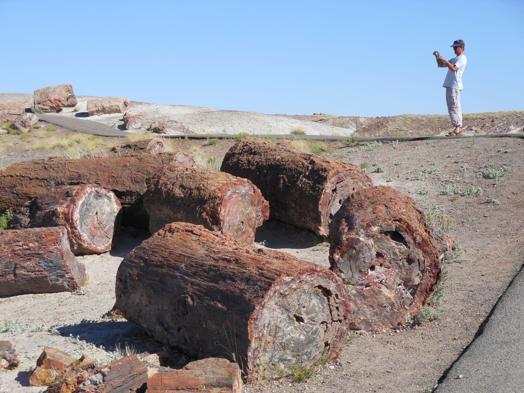 Petrified trees - Petrified Forest, AZ