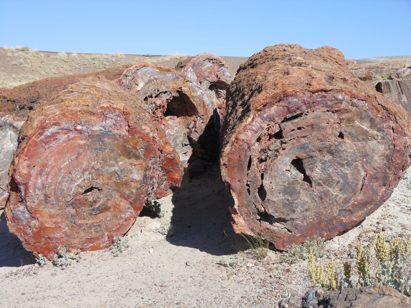 Petrified trees - Petrified Forest, AZ