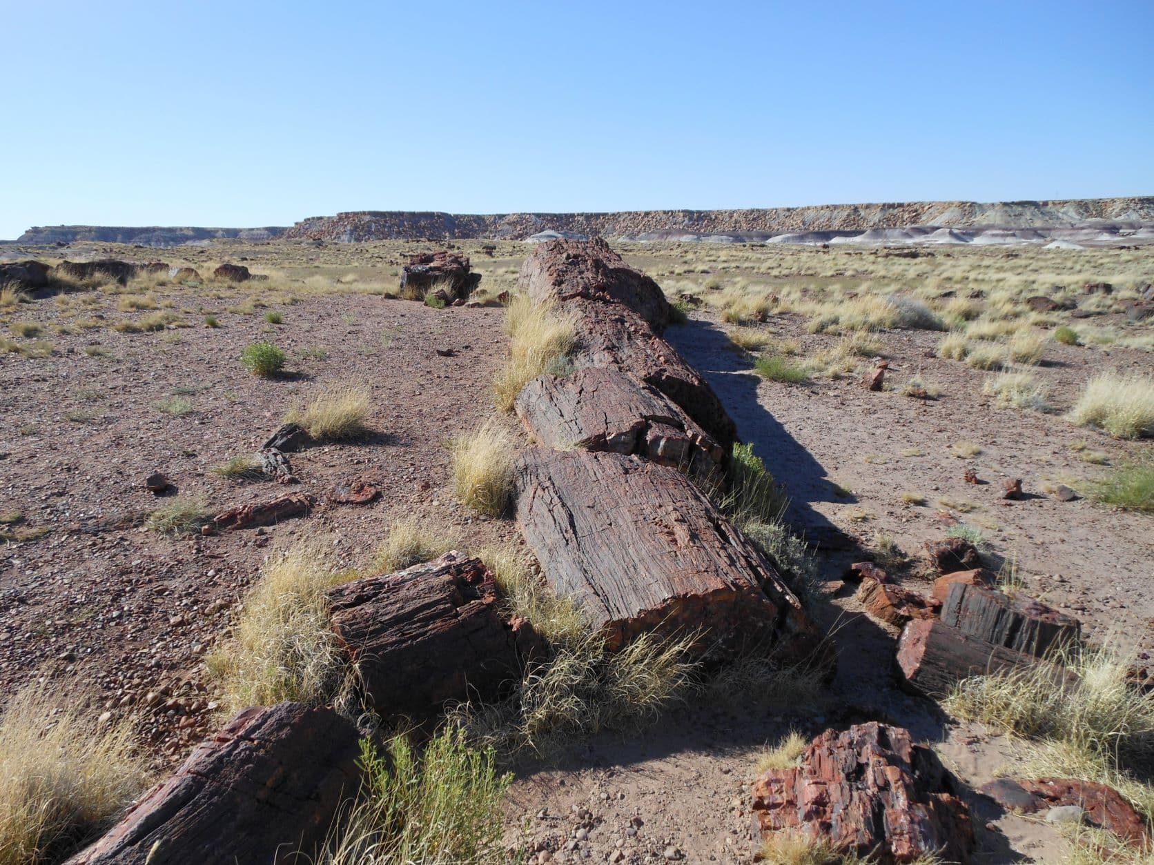 Petrified trees - Petrified Forest, AZ