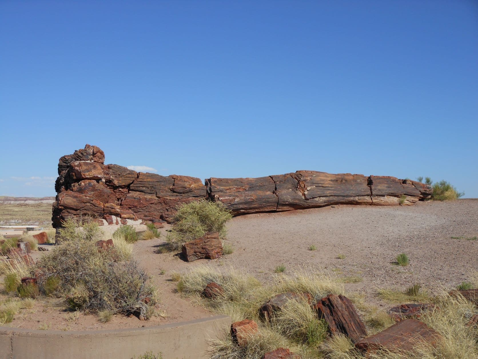 Petrified tree - Petrified Forest, AZ