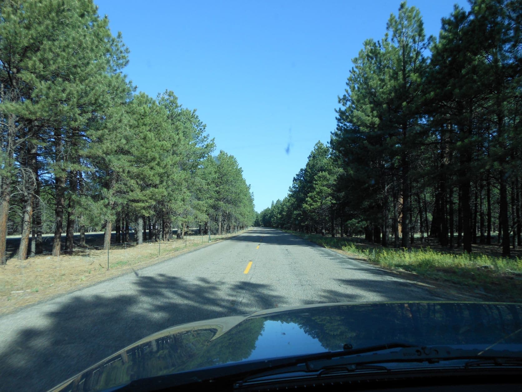Road through pine trees - Road to Williams, AZ