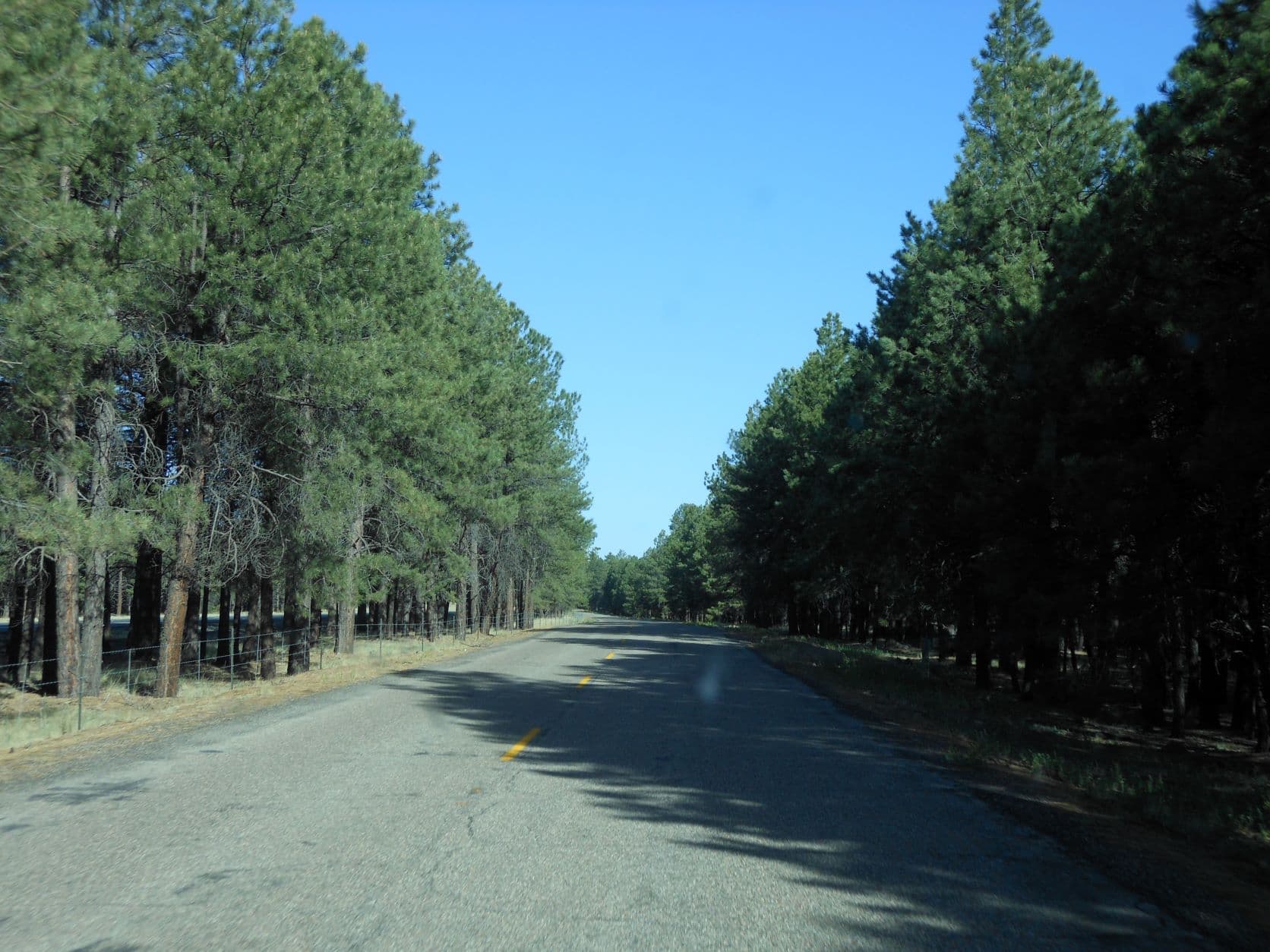 Road through pine trees - Road to Williams, AZ