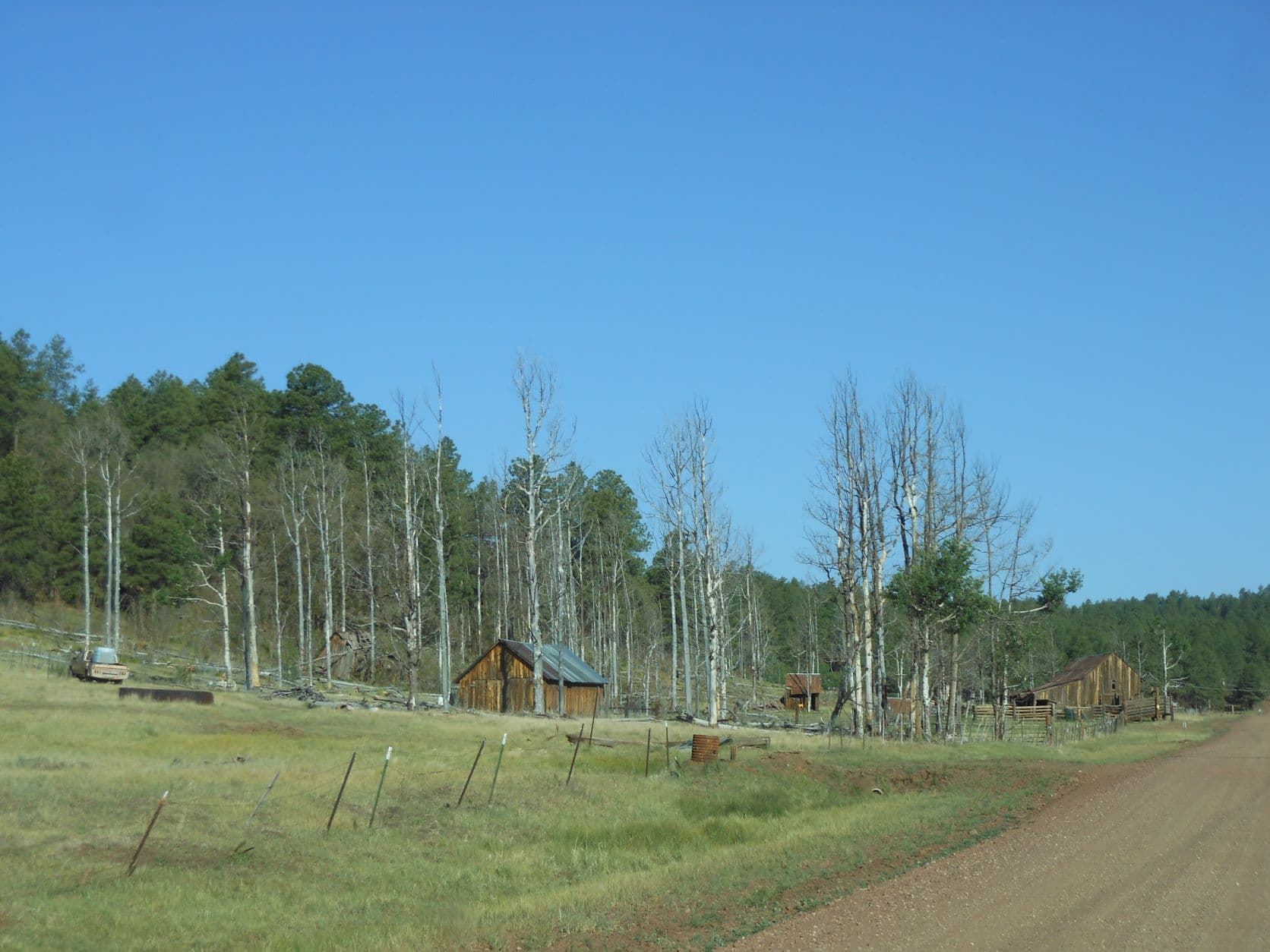 Farm buildings in the Birch trees - Road to Williams, AZ